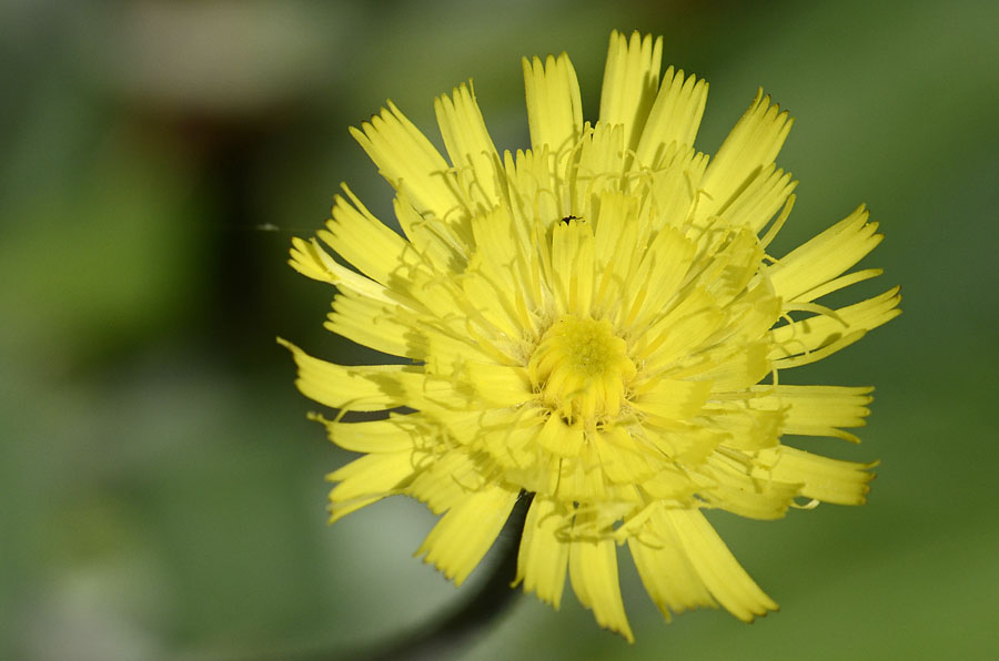 Pilosella officinarum (= Hieracium pilosella) / Pelosella